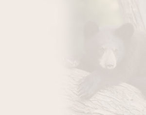 faded image of black bear on tree