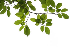 Leaves on branch of a tree on a white background