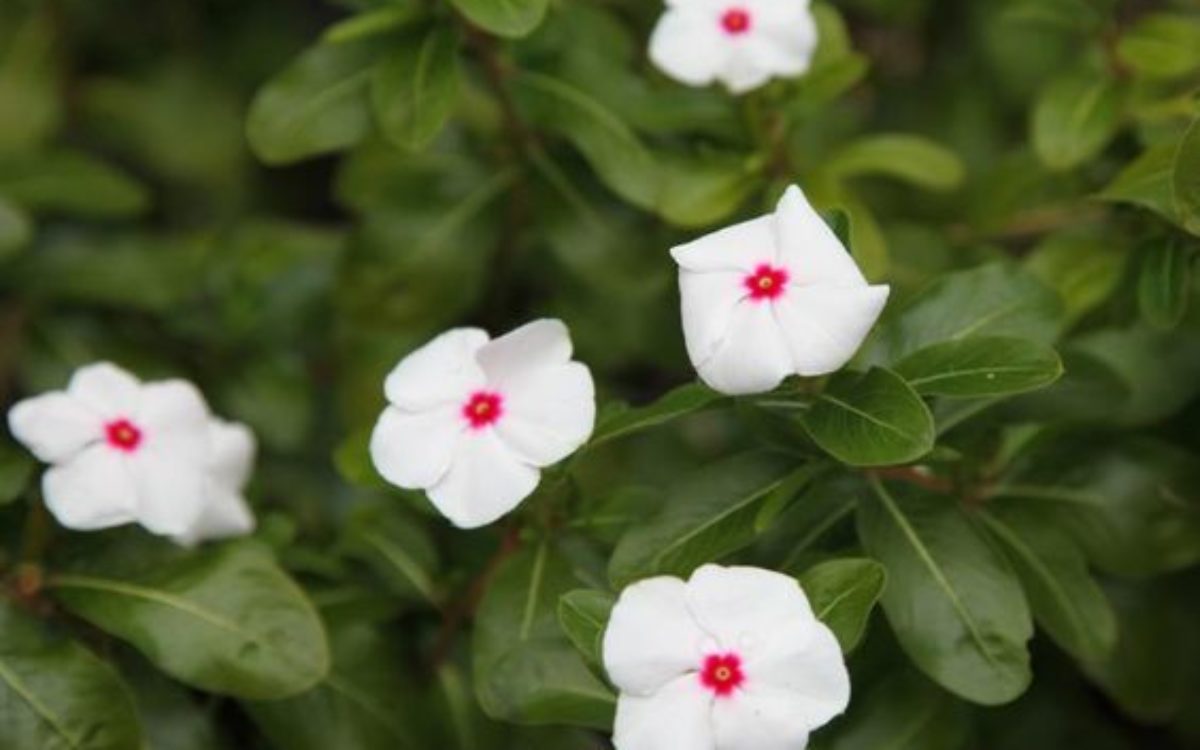 Beautiful Impatiens in bloom at Loreley Resort in Helen Georgia