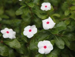 Beautiful Impatiens in bloom at Loreley Resort in Helen Georgia