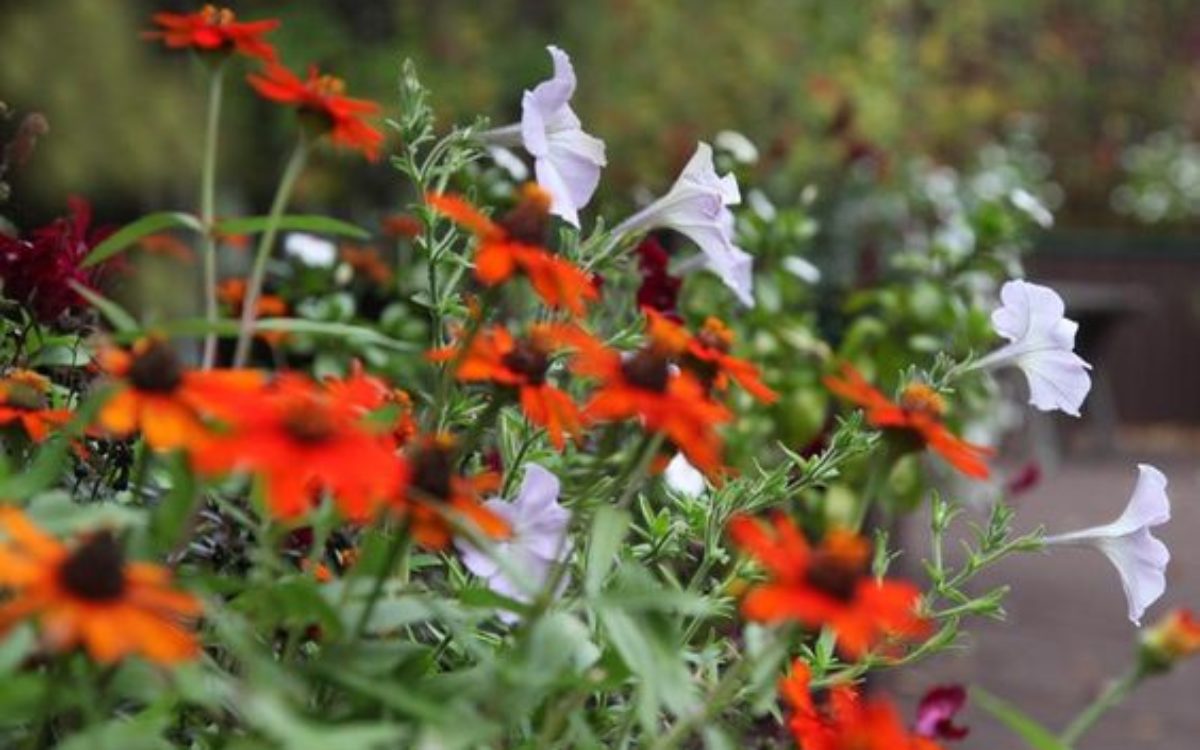 Flowers blooming on the grounds of lovely Loreley Resort in Helen Ga