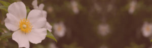 Beautiful close up of Dogwood tree in bloom